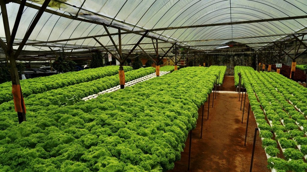 Illustrative image for the article: Agricultural Spray Adjuvants: Balancing Wetting, Spreading and Droplet Retention.